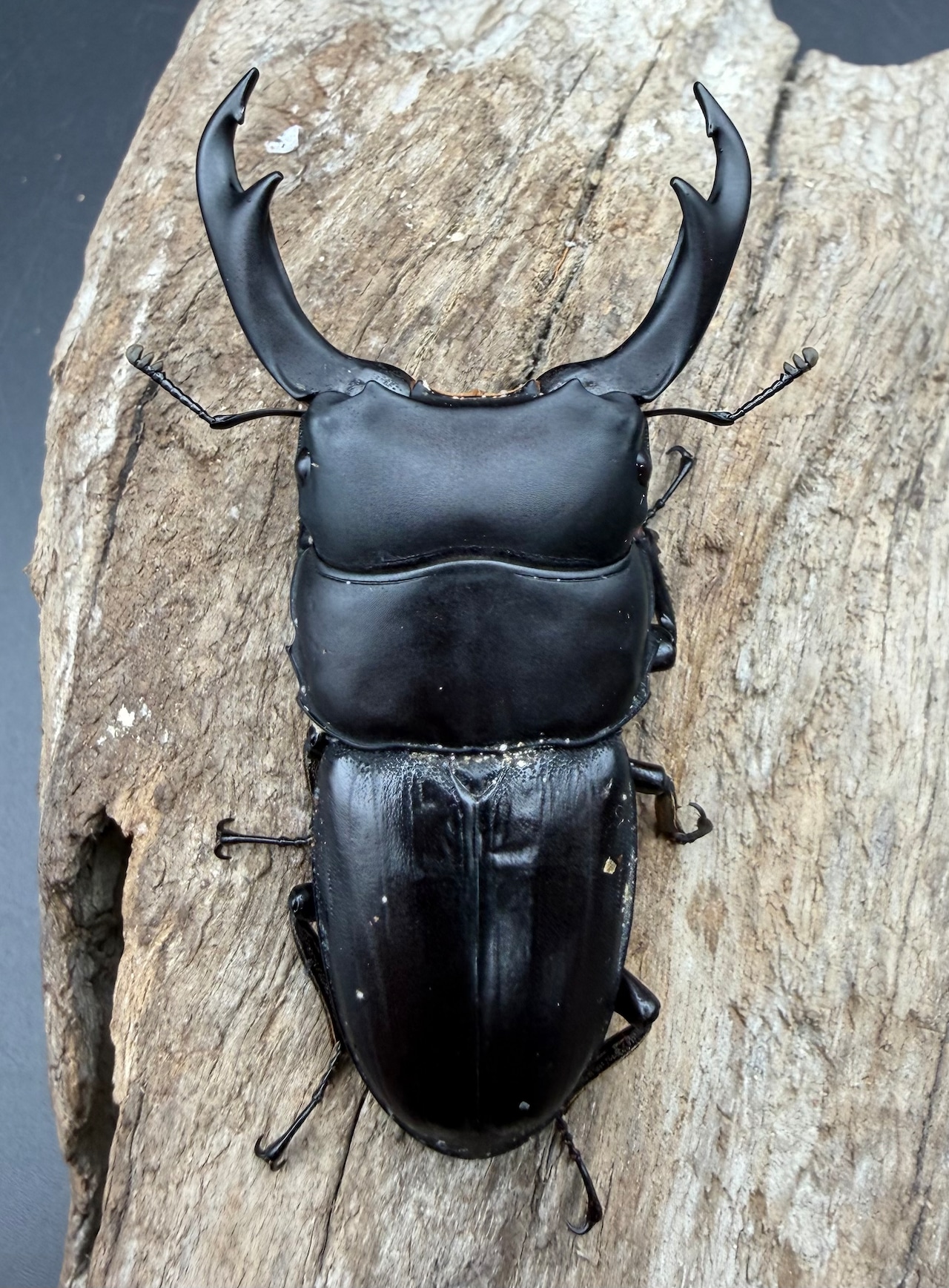 【WD】大型《スマトラパリーオオクワ 71mm ペア》