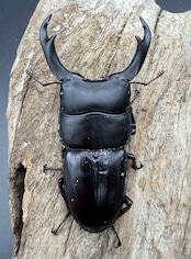 【WD】大型《スマトラパリーオオクワ 71mm ペア》