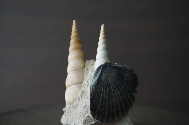 フランス産巻貝/二枚貝化石 Gastropod Fossil 2425
