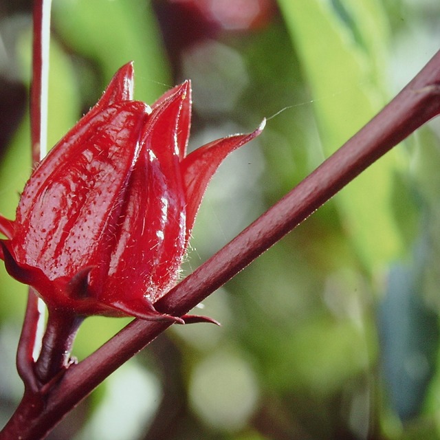 香料園 食用ハイビスカスティー 開聞山麓香料園 オンラインストア 香料園 食用ハイビスカスティー 開聞山麓香料園 オンラインストア