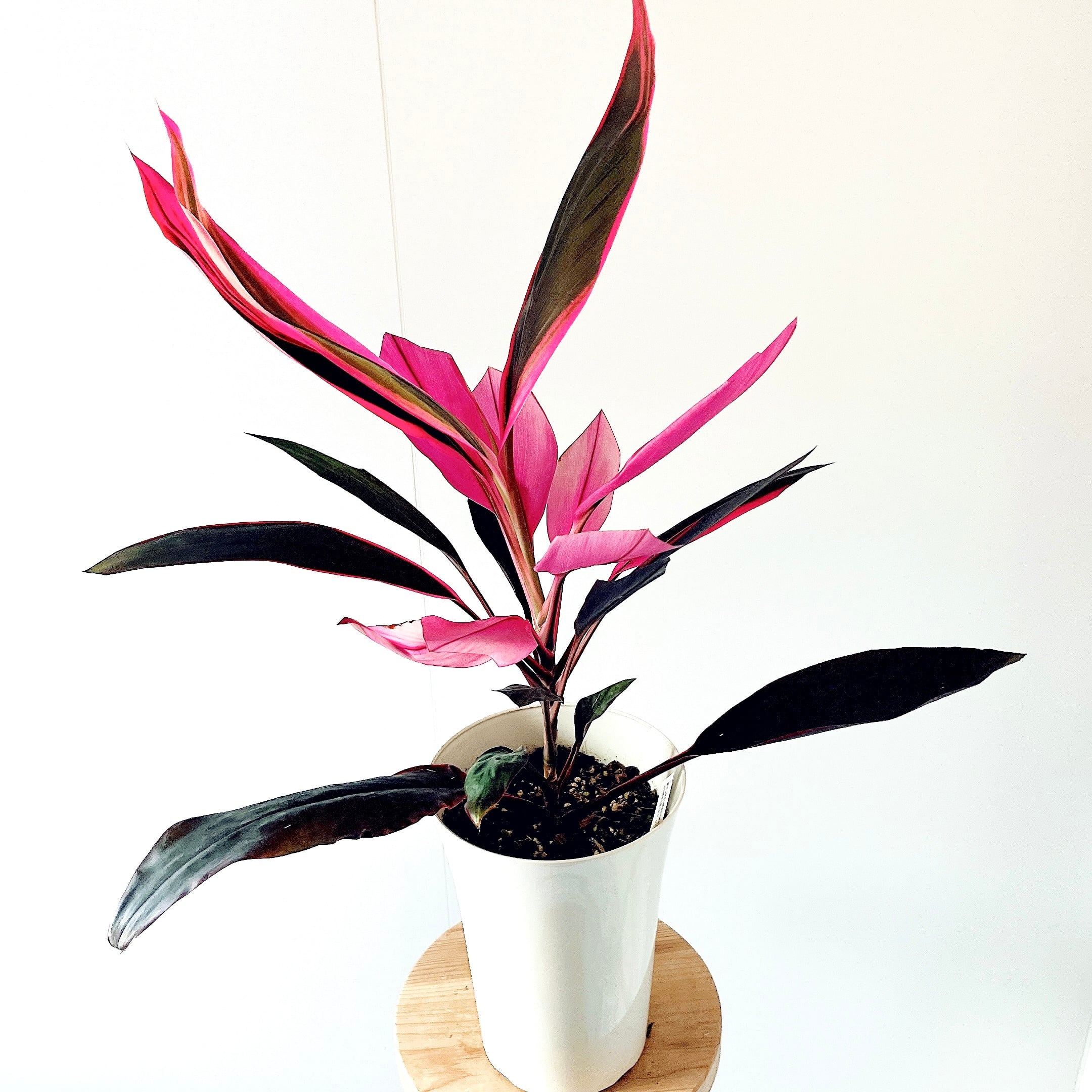コルジリネ ジョンクラスレッド 7号鉢 観葉植物 calm cafe コルジリネ ジョンクラスレッド アート空間 観葉植物 calm cafe | calm