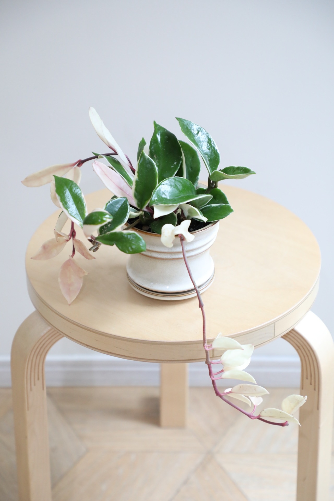 【S】ホヤ リップカラー/Hoya　