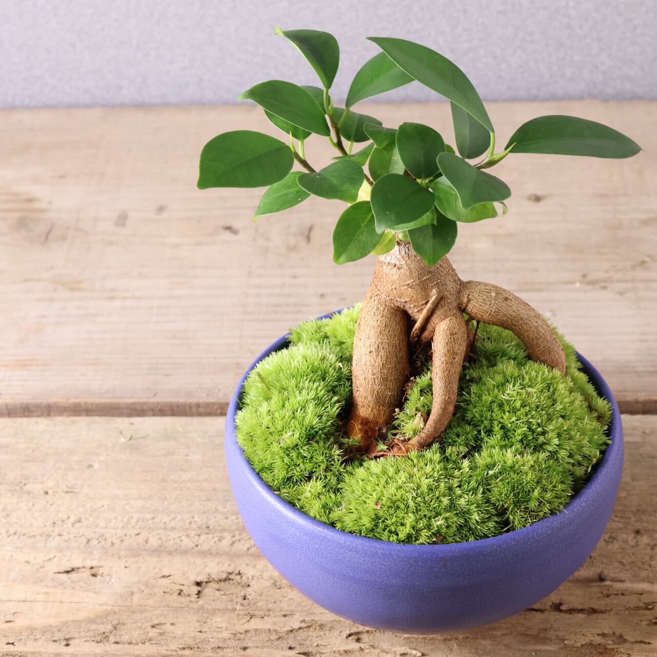 406 小さな幸せを宿す『ガジュマル 盆栽風』観葉植物 【送料無料