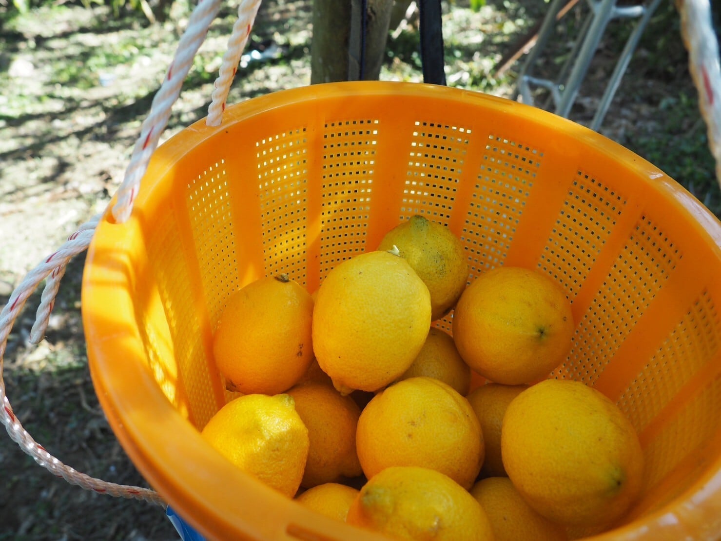 数量限定】湘南ゴールド 10kg | はれやか農園｜国産レモン｜小田原の柑橘園