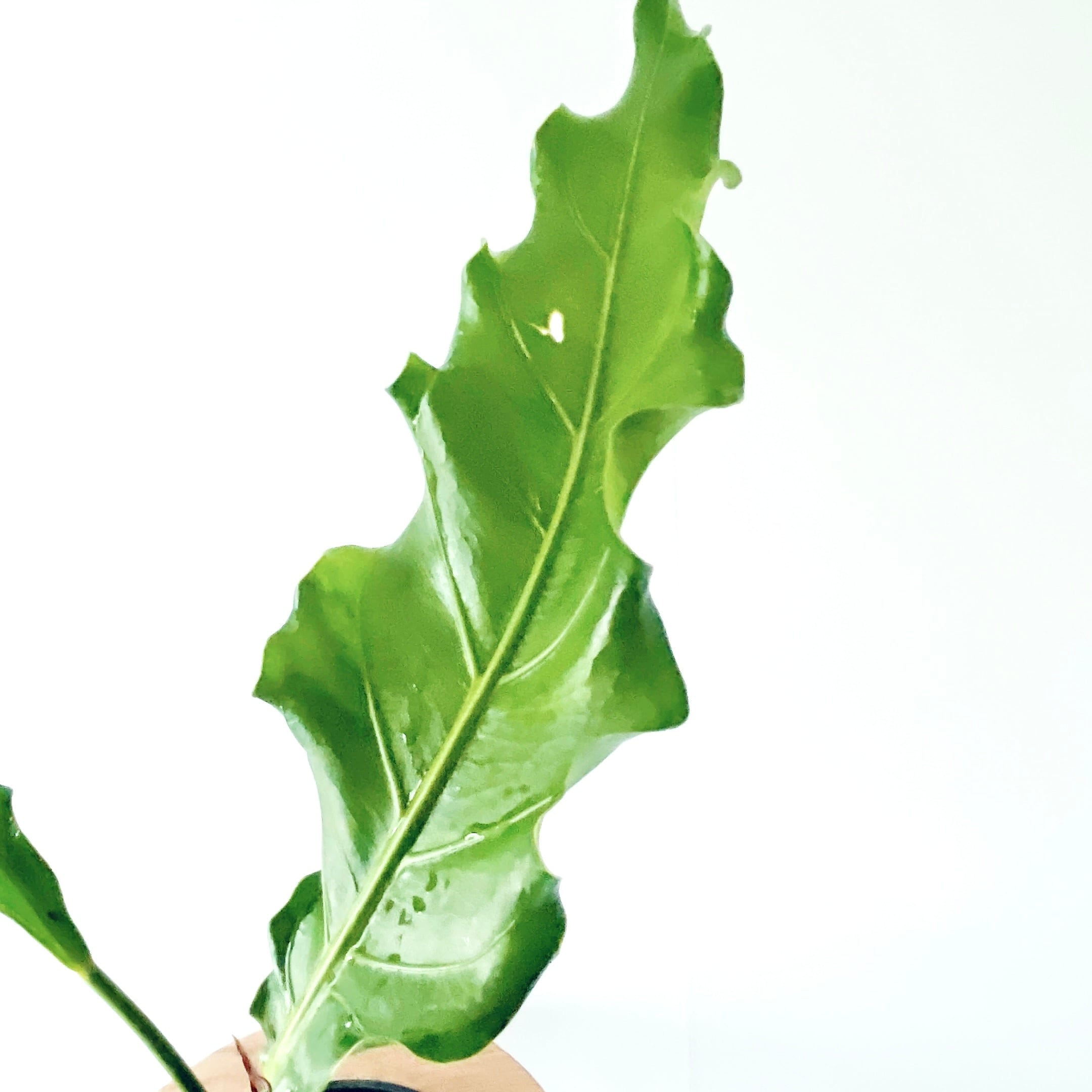 ゆったり癒しの アンスリウムフーケリー 5号鉢 観葉植物 calm cafe