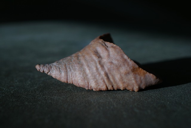 モロッコ産四放サンゴ化石 Calceola sandalina 1529