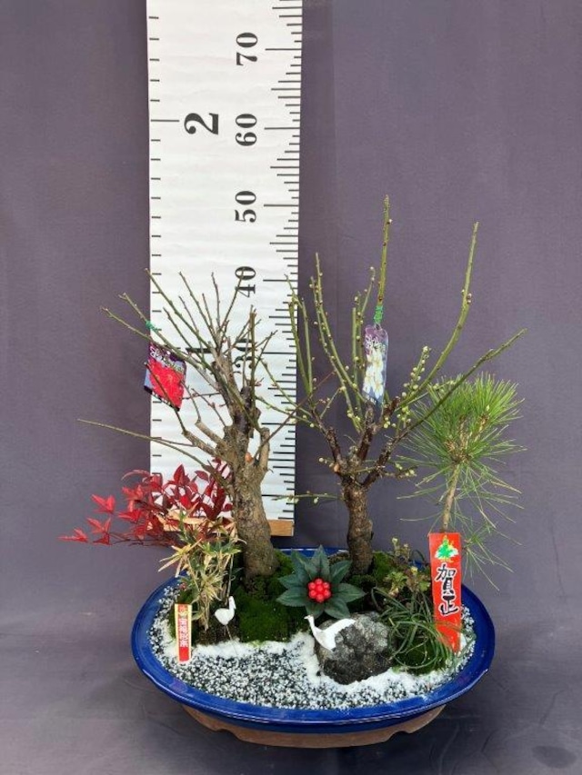 盆栽 松竹梅 正月寄せ植え【現品】 | 日本ライン花木センター