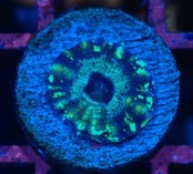 【現地買付】ScolymiaBaby"Blue"  8