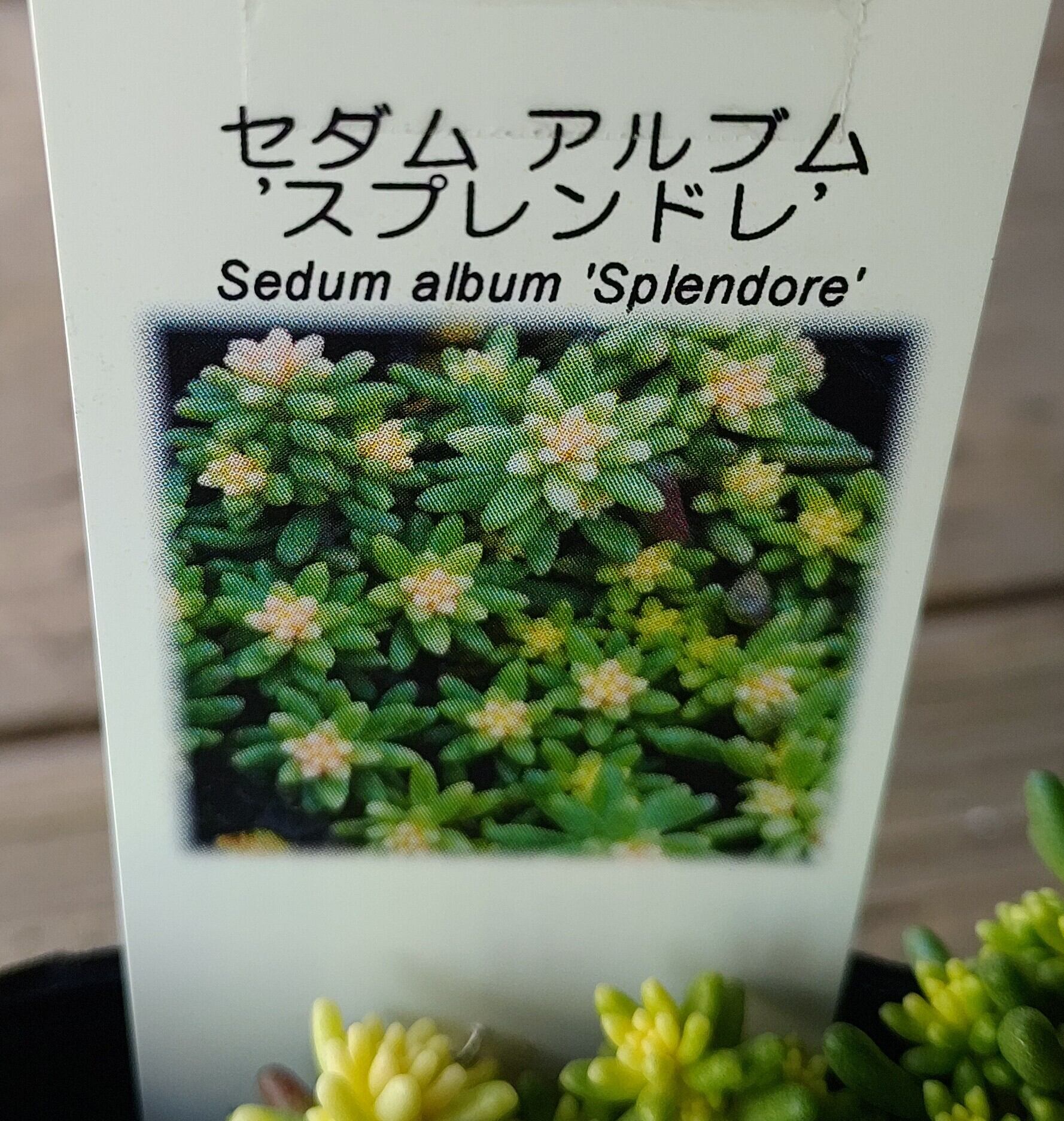 アルブム スプレンドレ | RuPo 多肉植物専門店