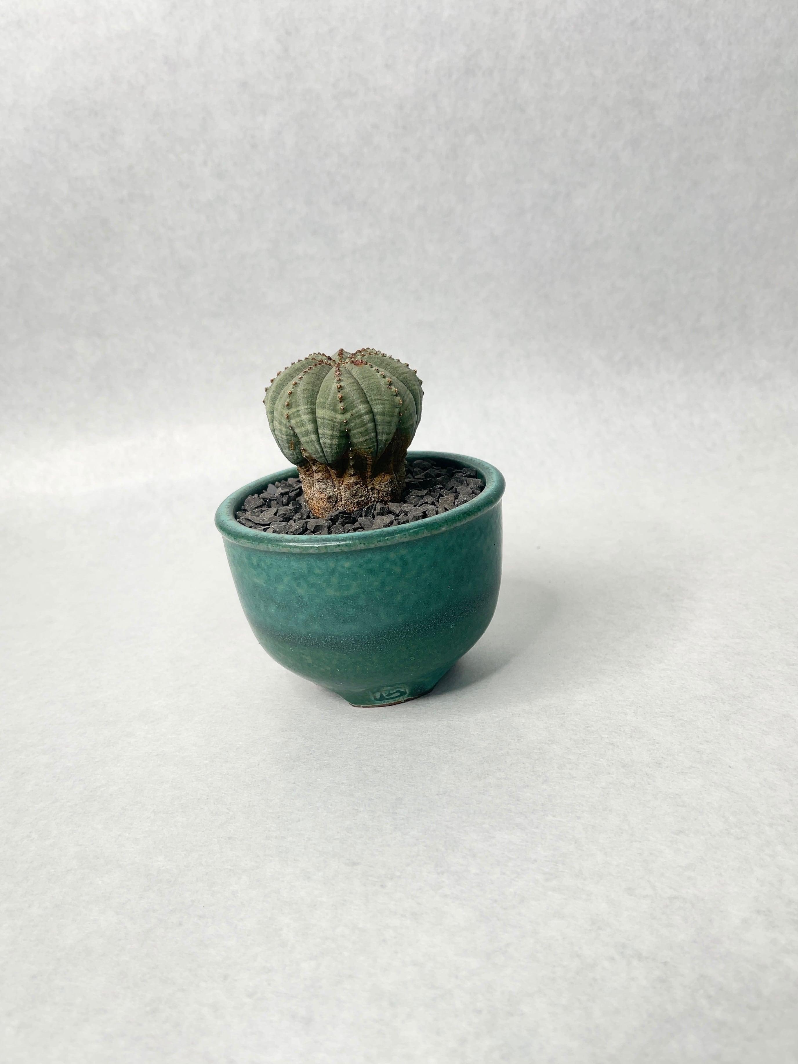 観葉植物 ユーフォルビア・オベサ 雌株/伝市鉢入り