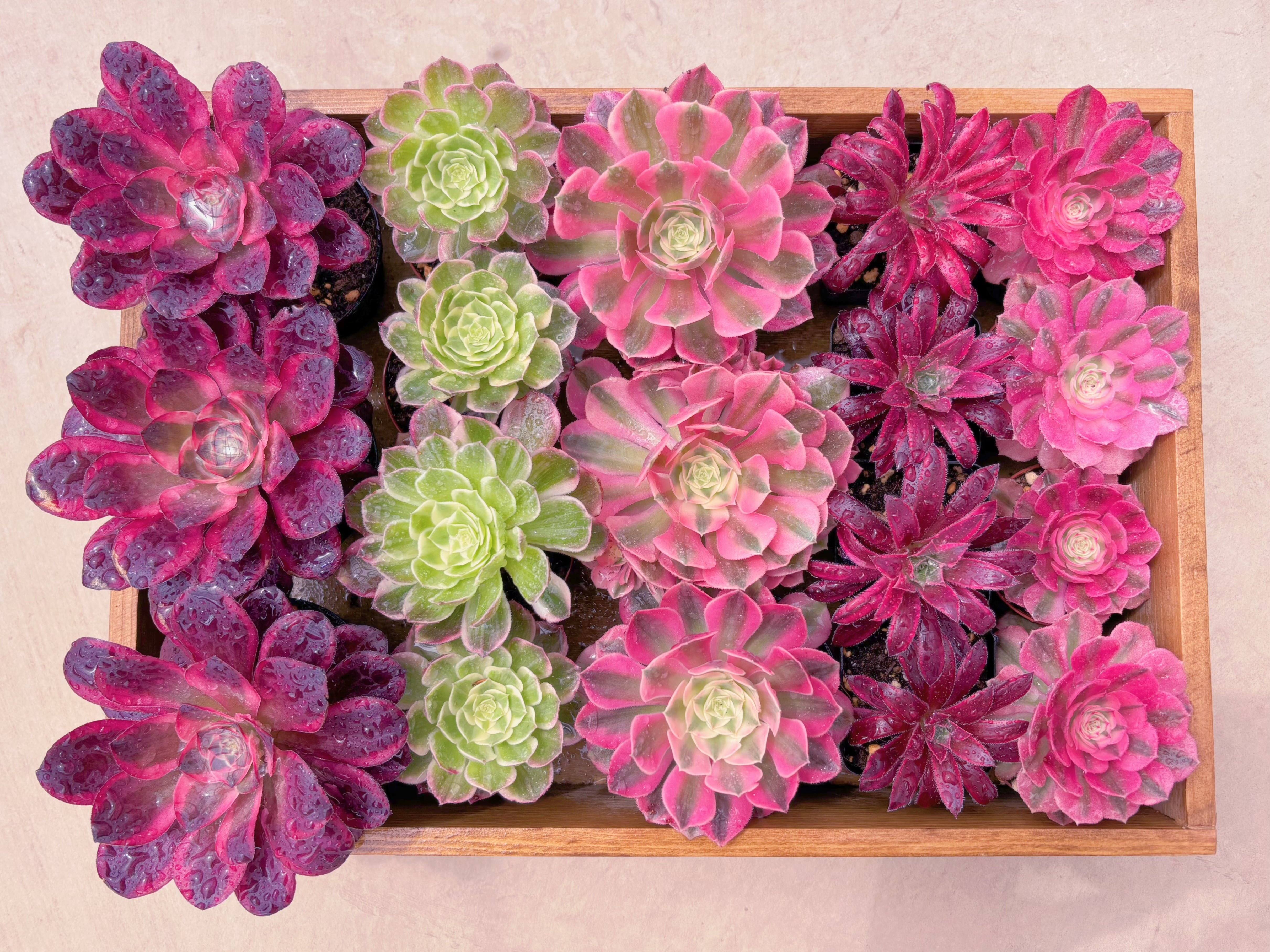 BASE販売会アエオセット004