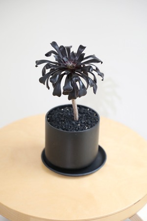 【S】サンシモン/Aeonium arboreum　※陶器鉢付