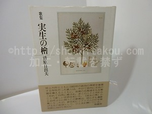 実生の檜　/　清原日出夫　　[27459]