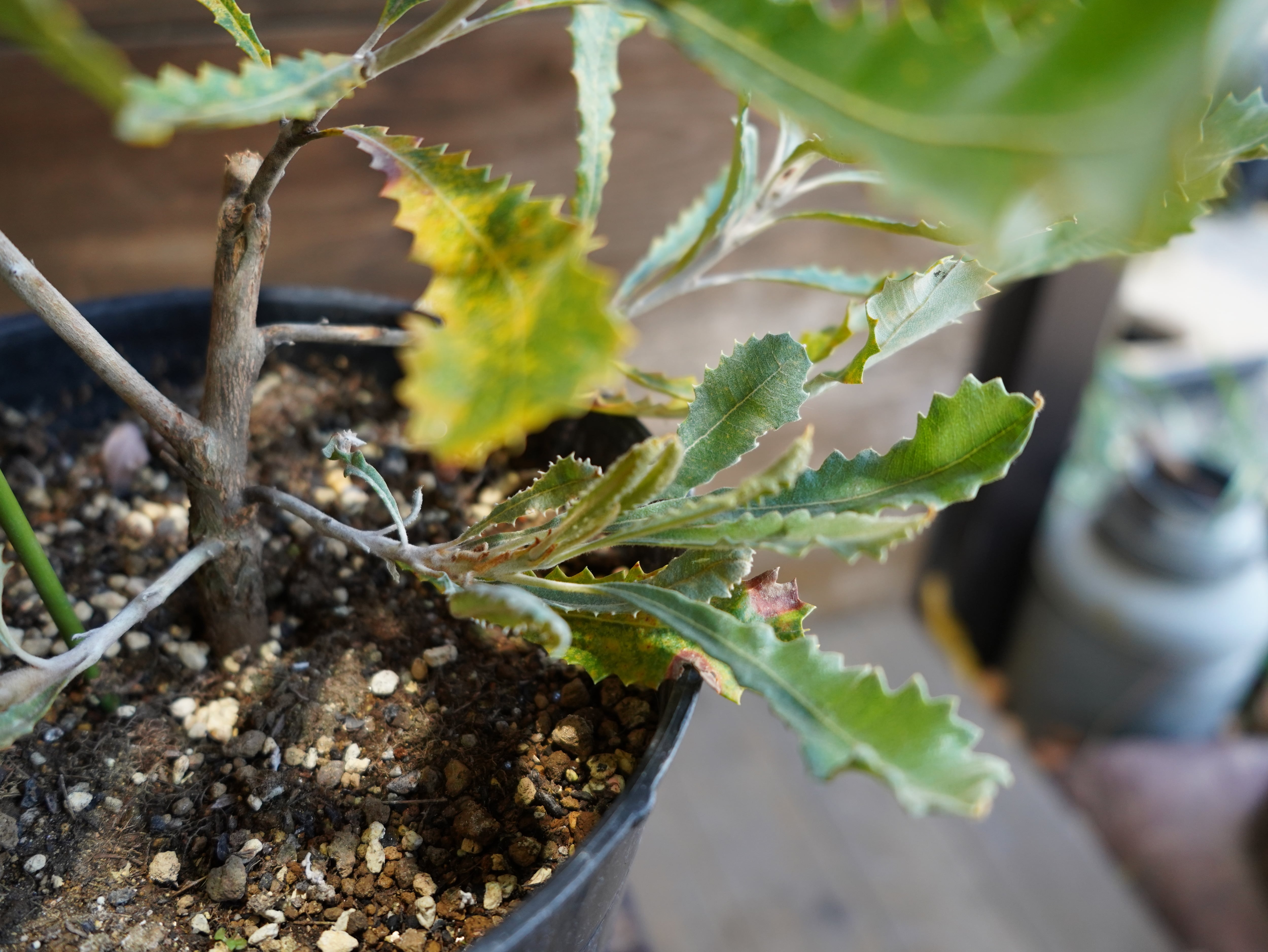 【現物】バンクシア　”バウエリ”　B