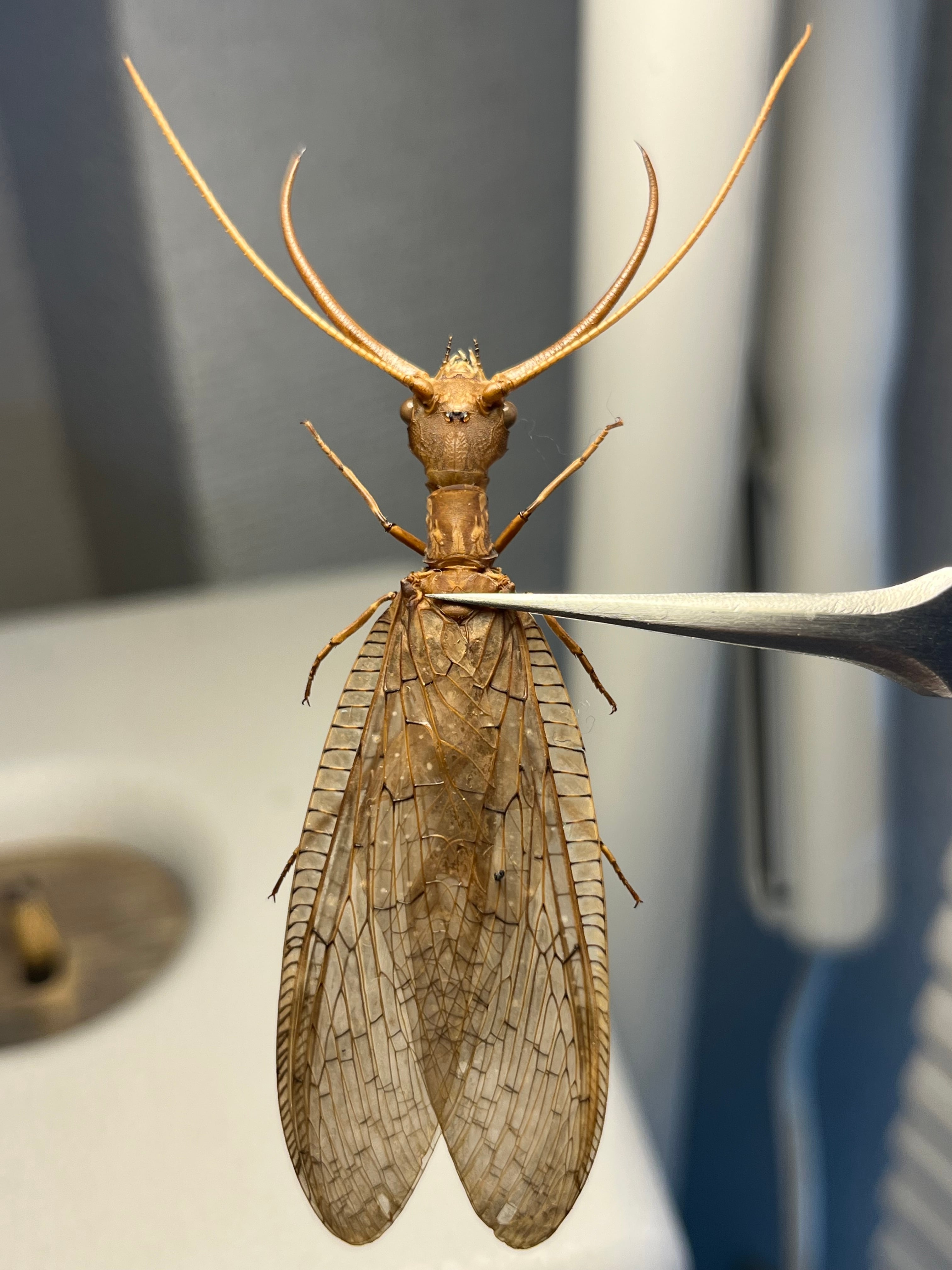 ♂】オオアゴヘビトンボ 奇蟲 タランチュラ ムカデ 標本 昆虫標本 蜻蛉