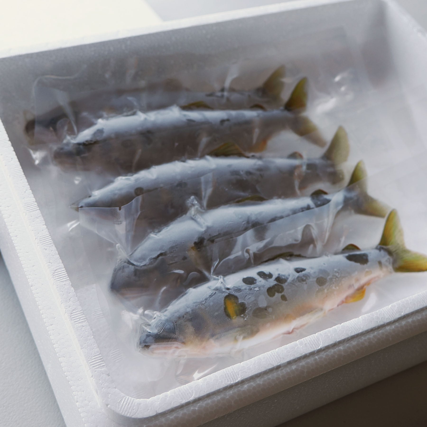 和良鮎 宅配セット（3Lサイズ、5匹入り） | 「和良鮎を守る会」公式