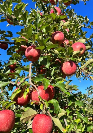 葉取らず高徳&葉取らずサンふじ　家庭用2kg