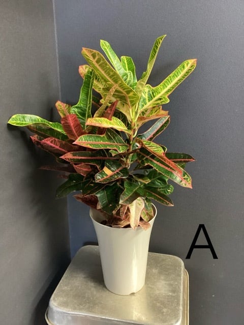室内向き】【おしゃれ オシャレなインテリア】クロトン 熱帯植物 観葉