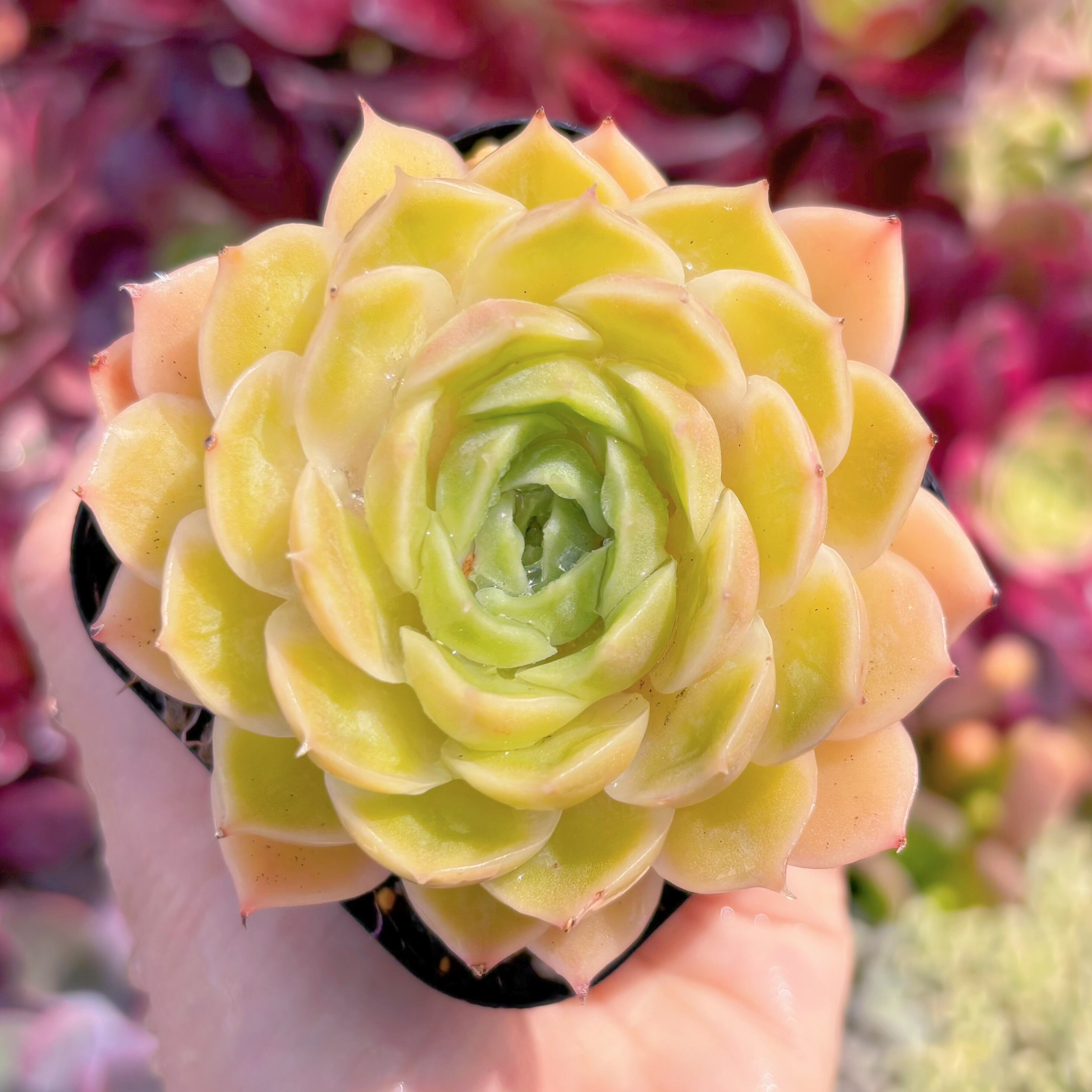 現品　オンスロー#2197　るる農園