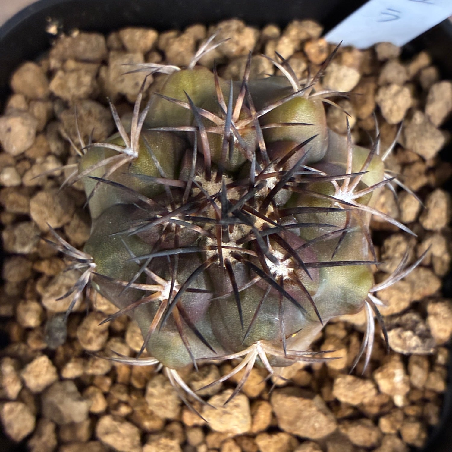 Copiapoa】サボテン コピアポア デュラ 銅羅丸実生【710】 | PROTOLEAF