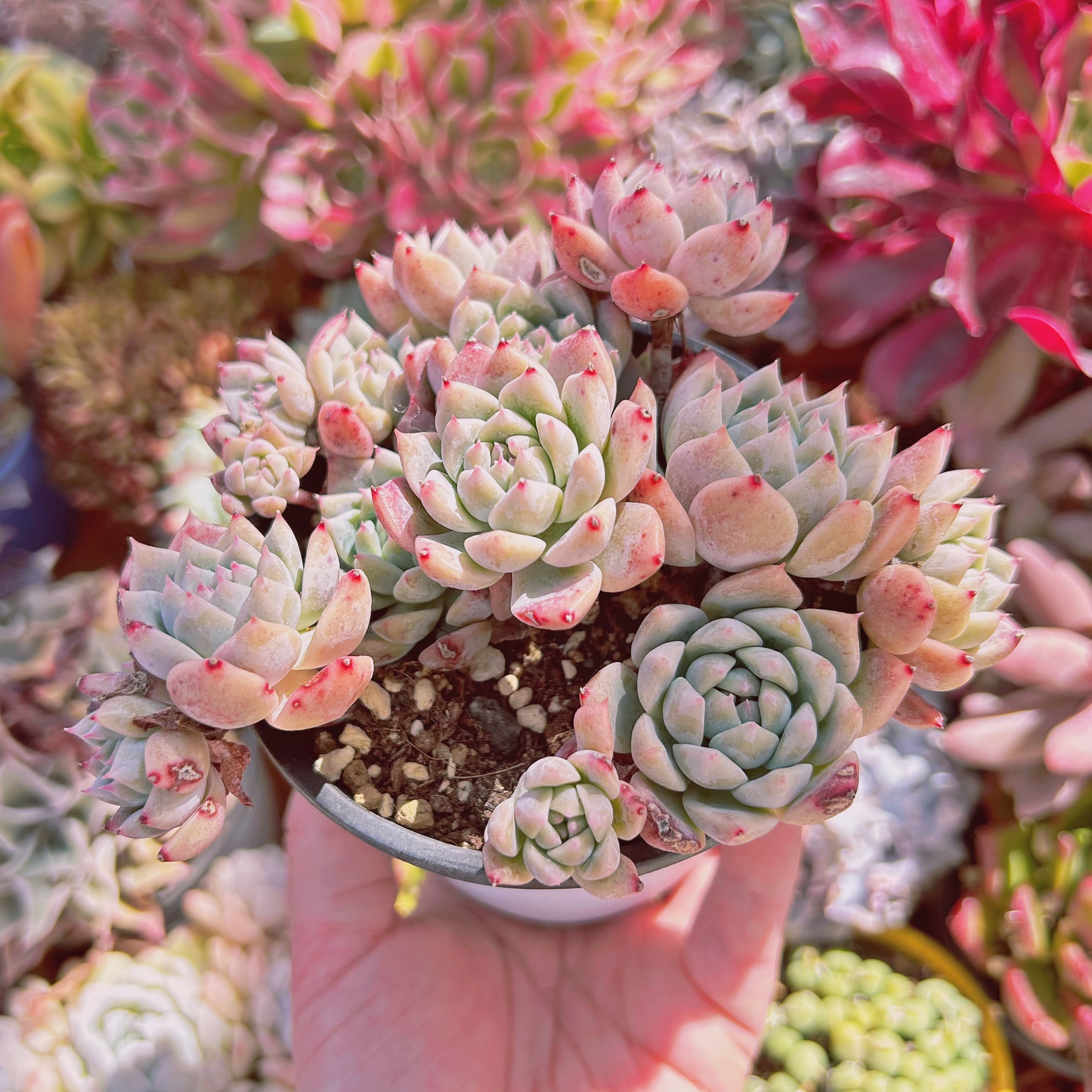 807現物 多肉植物 フロストフラワー 特大 抜き苗 | るる農園