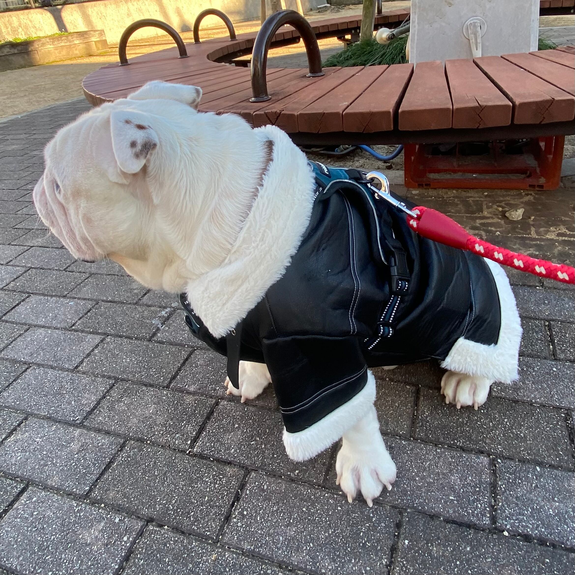 犬服　ライダース　レザー　ジャケット　中型犬　大型犬　フレンチブルドッグ　イングリッシュブルドッグ　アメリカンブリー　ピットブル