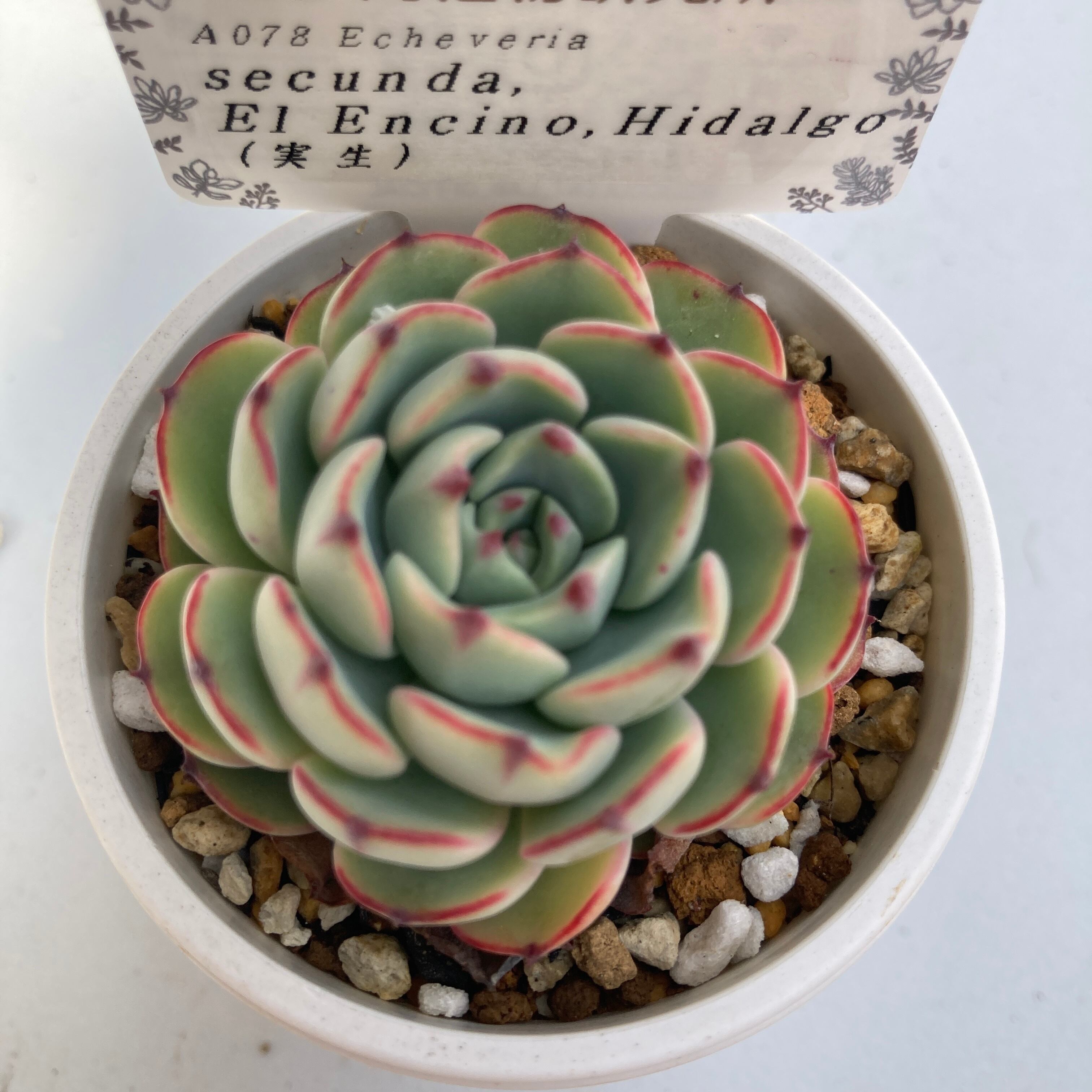 現物商品】ECHEVERIA secunda,El Encino,Hidalgo 原種 実生苗 | 多肉