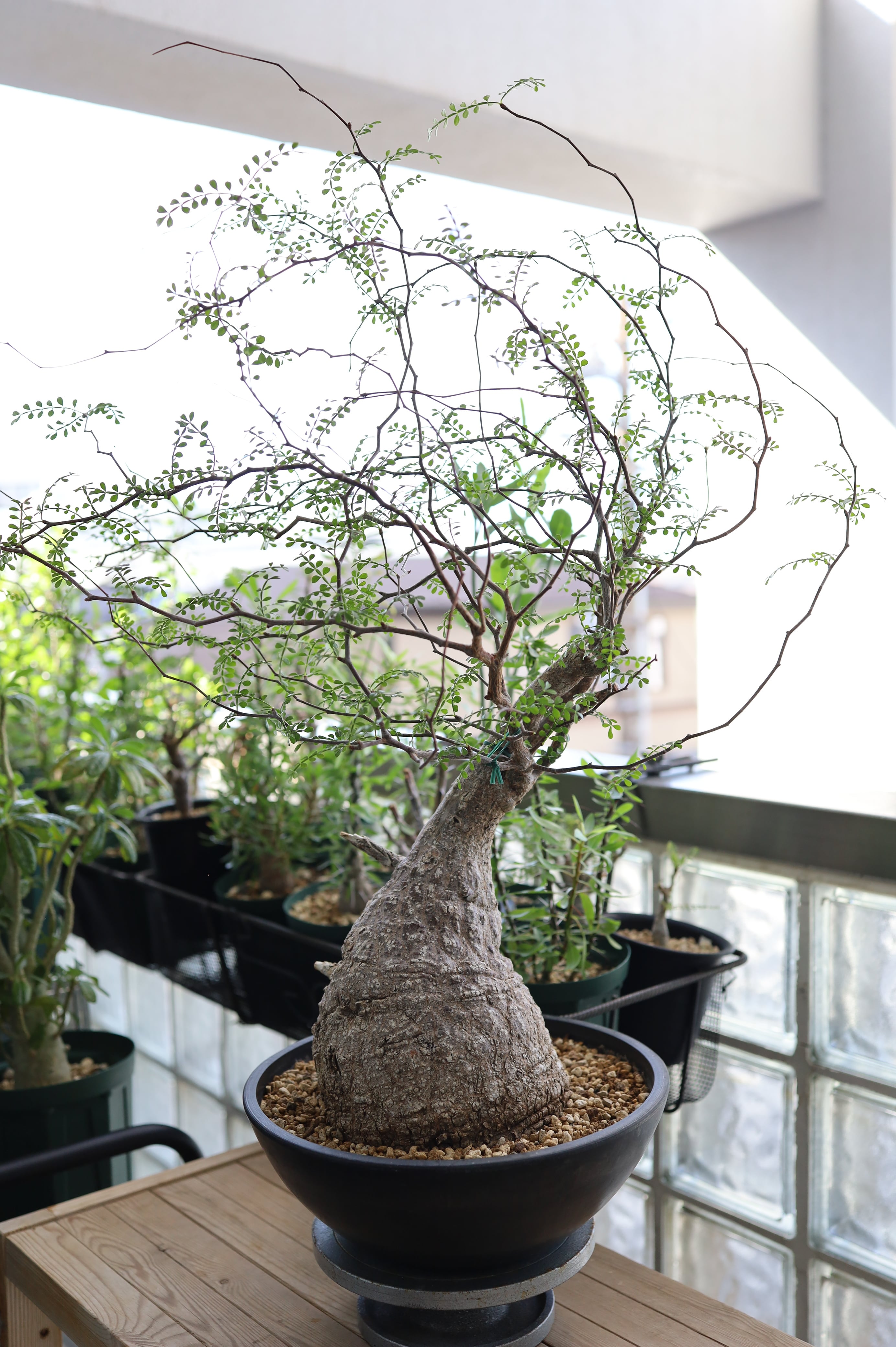 オペルクリカリア・パキプス | Operculicarya pachypus _001