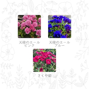 サイネリア 2色セット かご付き 天使のエ-ル・さくや姫