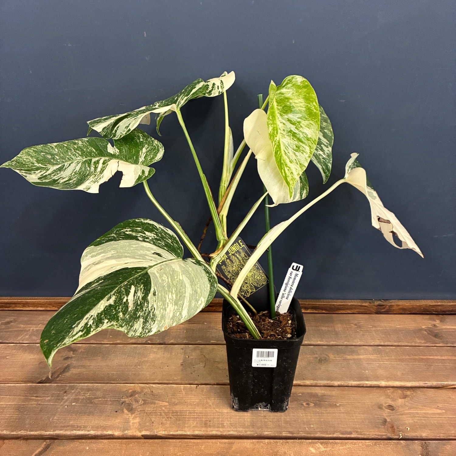 Monstera borsigiana Alboモンステラ・ボルシギアナ・アルボ UJ】モンステラ ボルシギアナ アルボ 斑入り【329】 | PROTOLEAF