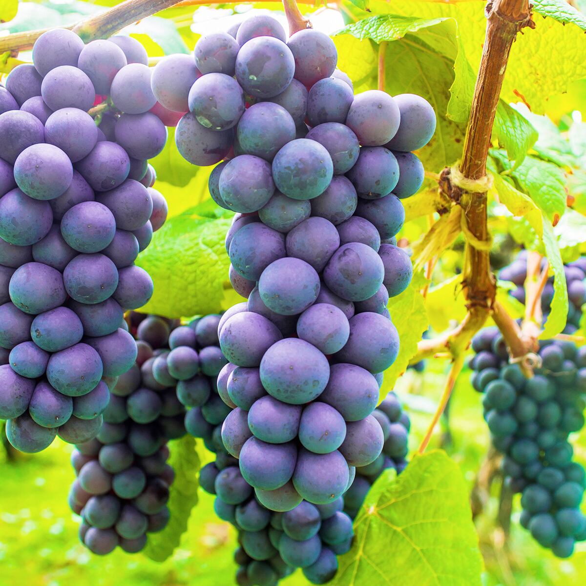 2024年度先行予約受付中！】 北海道余市産ぶどう キャンベル 秀品 2kg