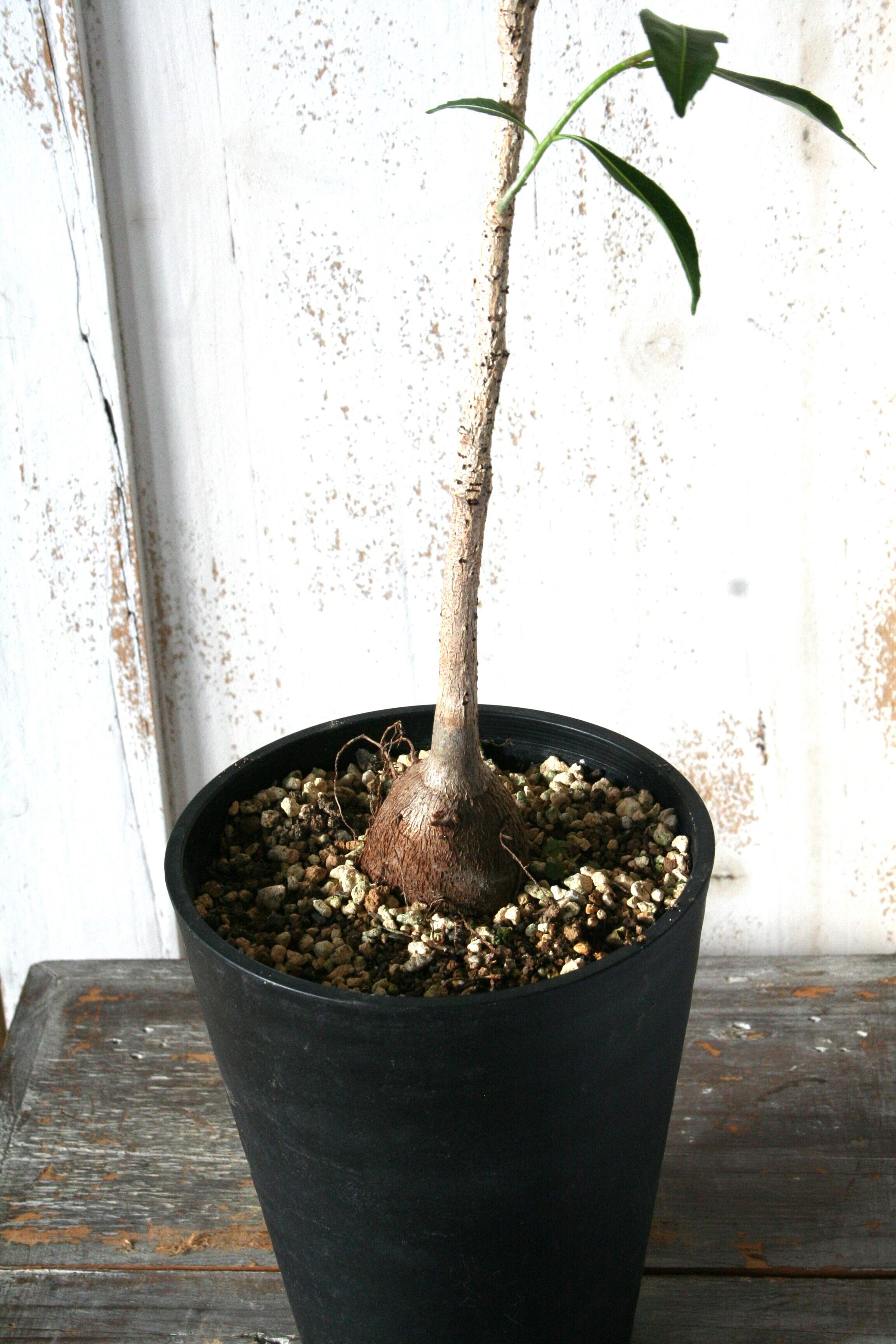 20%オフ 7/17】バオバブ マダガシカリエンシス 観葉植物 塊根植物 多肉