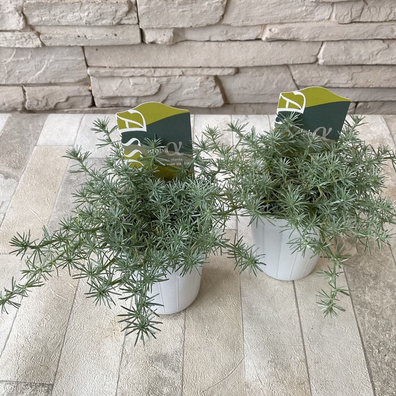 ロータス コットンキャンディ 橋本種苗園