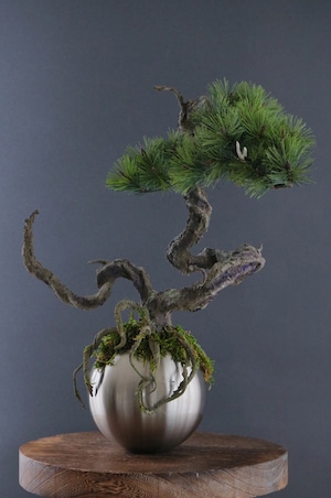 盆栽 松 Pinetree Bonsai #106