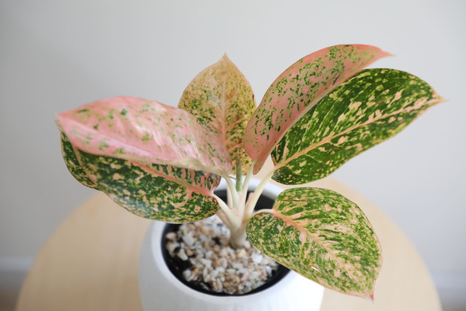 S】アグラオネマ スターダストオレンジ/Aglaonema | 【厳選植物・器