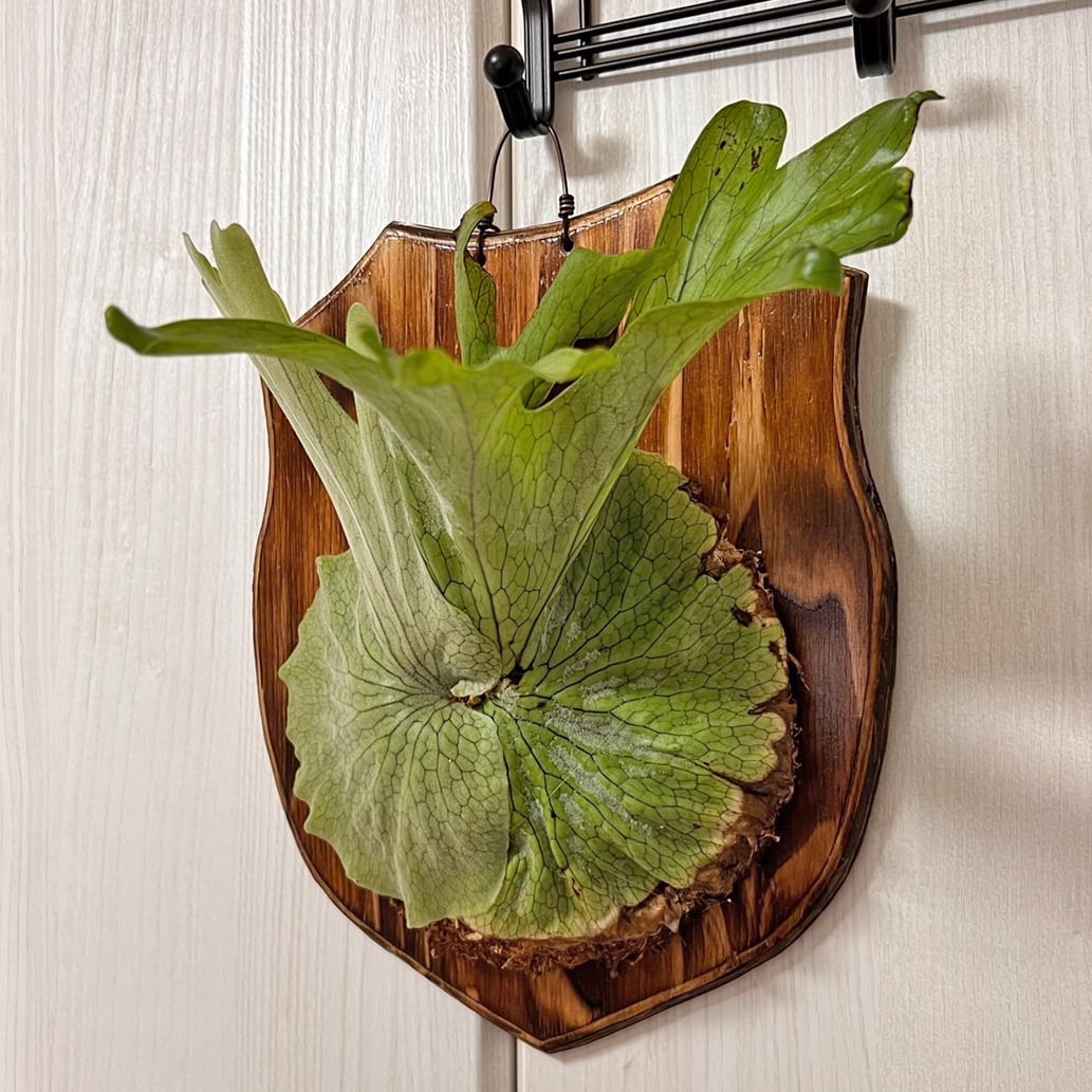 ビカクシダ グランデ 板付 【観葉植物 壁掛け コウモリラン