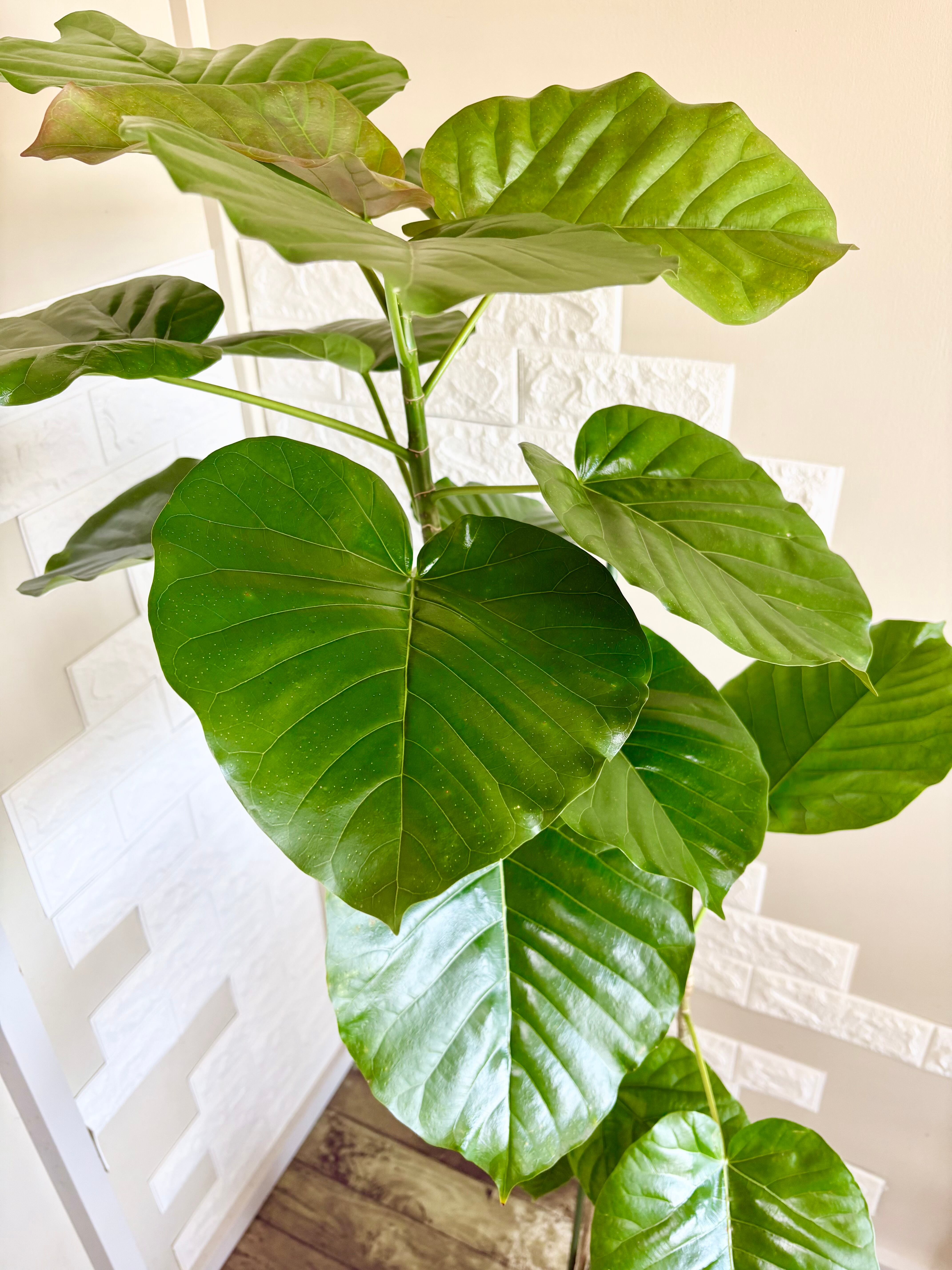 現品】フィカスウンベラータ 大型 リビングサイズ 観葉植物 | 観葉植物