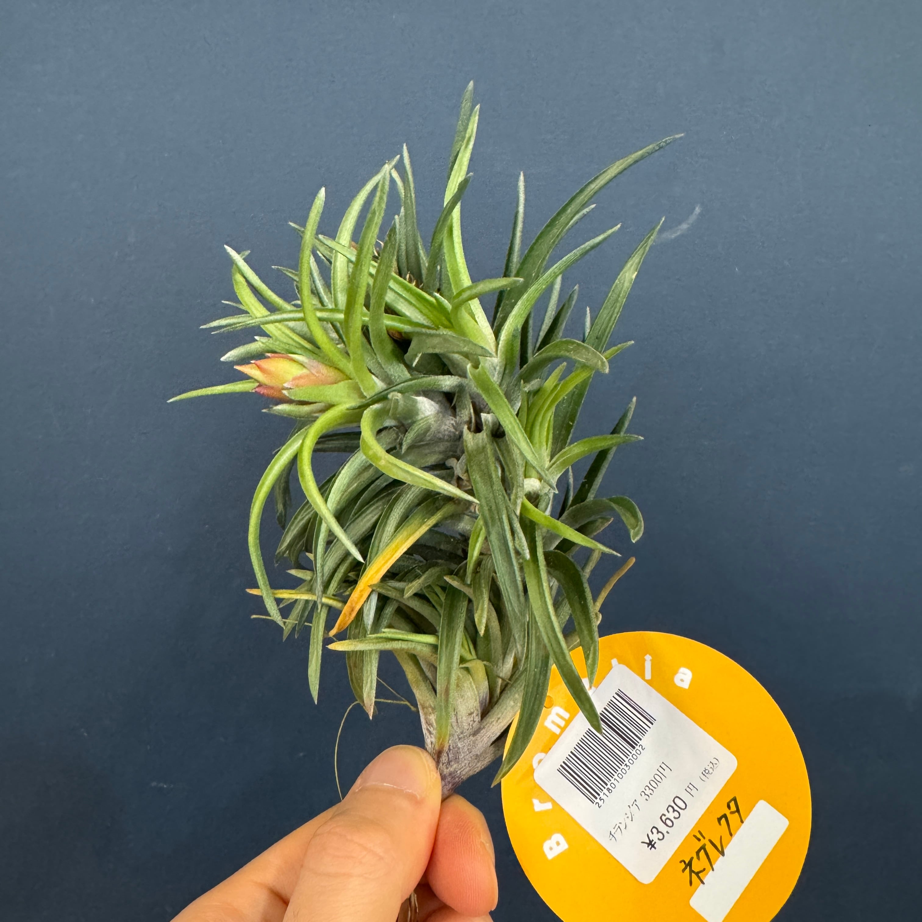 チランジア イオナンタ バンハイニンギー【903】 | PROTOLEAF プロトリーフ