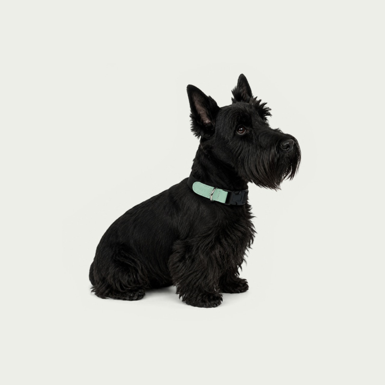 【予約】[ GOPE ] Picture Dog Collar｜Mint × Black - 4