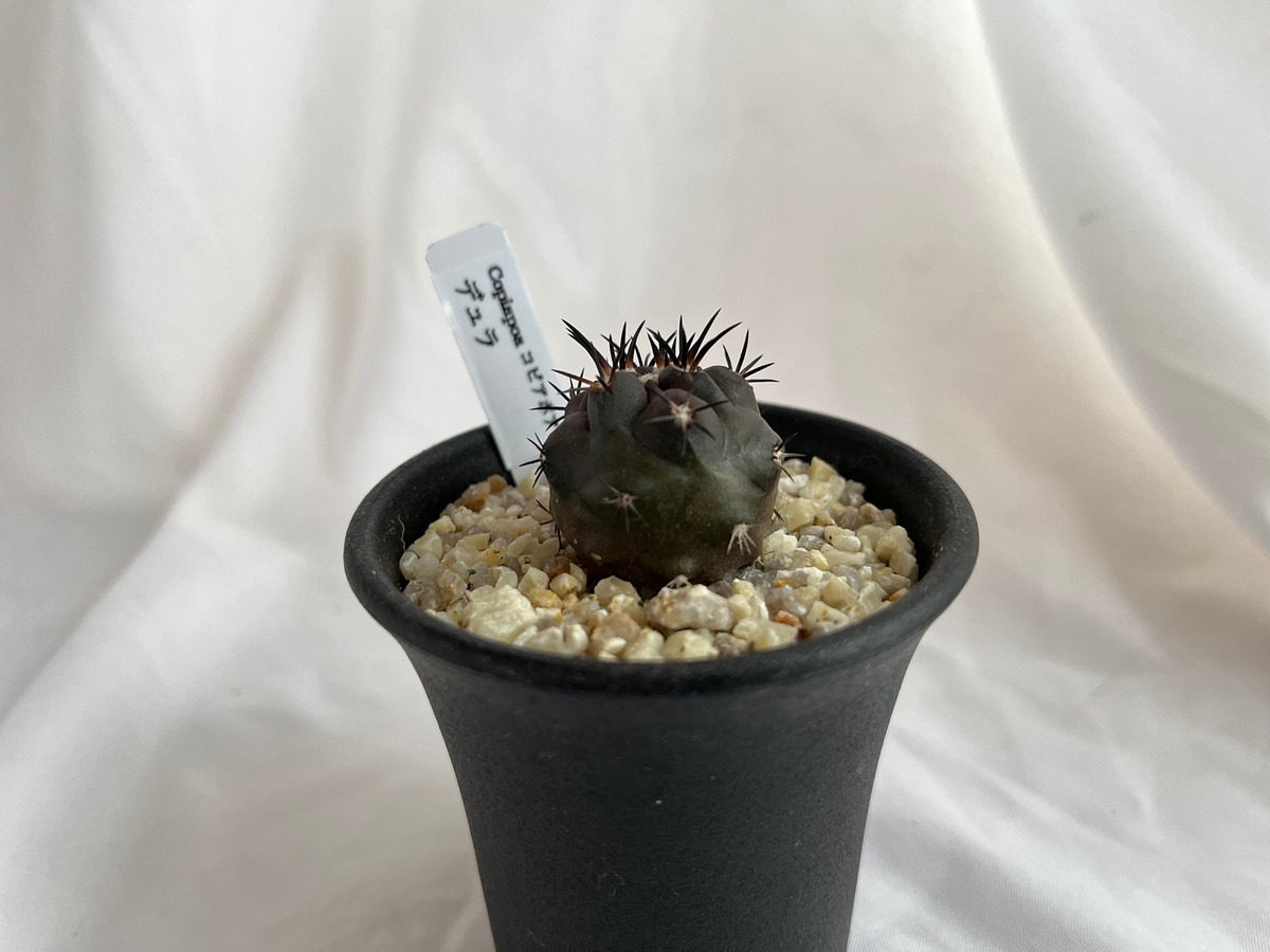 14bdfe74841de3b45af71b860994fb  