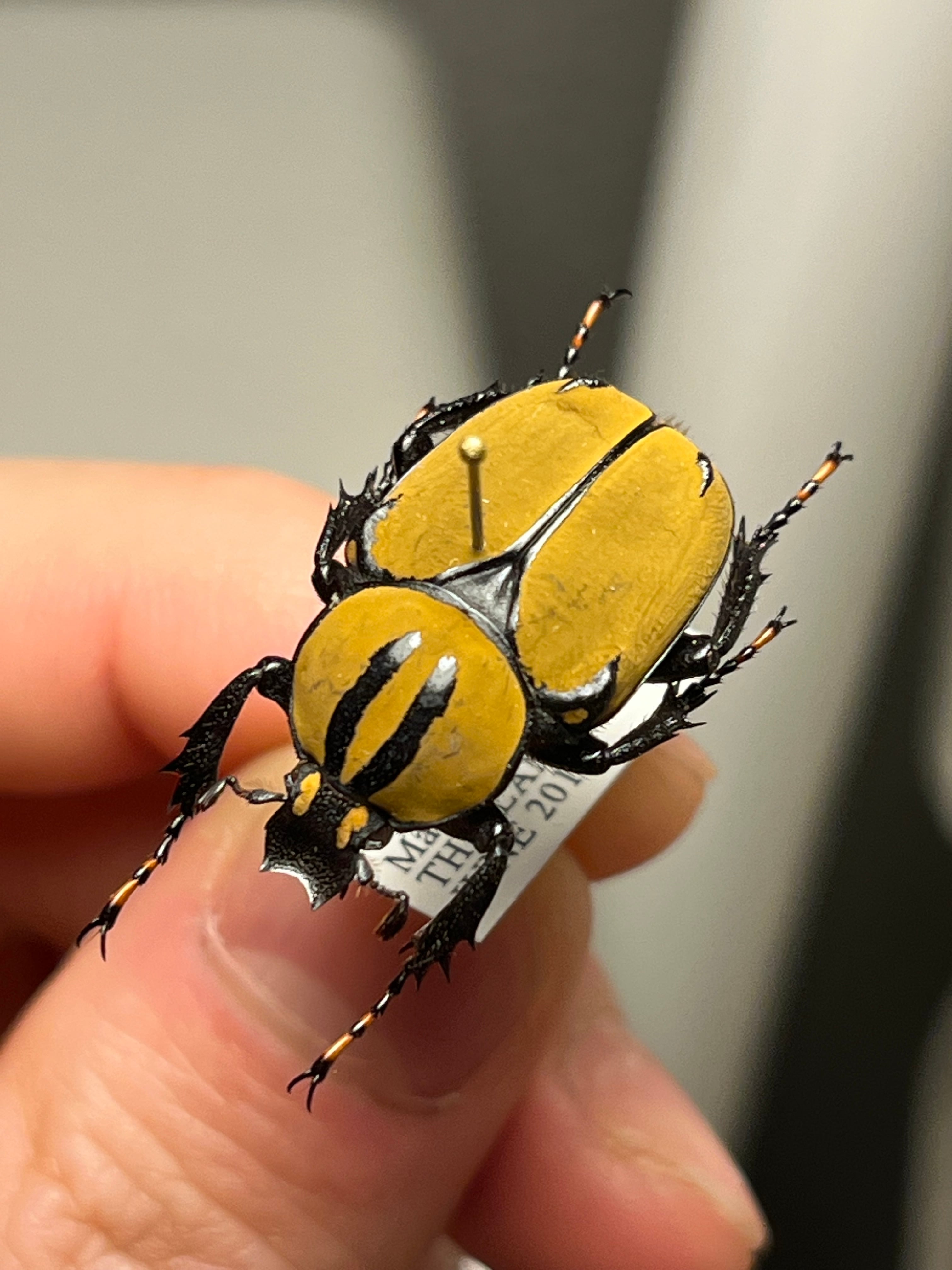 59mm】ウガンデンシスオオツノカナブン 昆虫標本カナブンカブトムシ