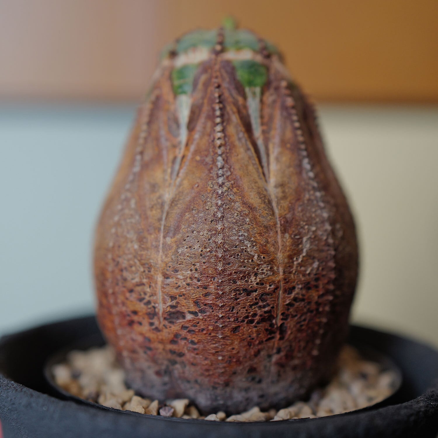 オス株 超ラギット 超木質化 マウンテン 仔吹き オベサ / ユーフォルビア