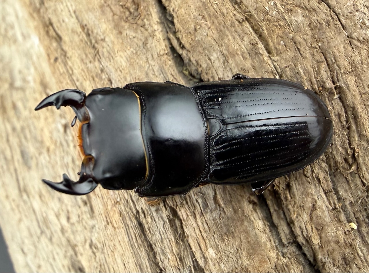 《スキットオオクワガタ 31mm ペア》