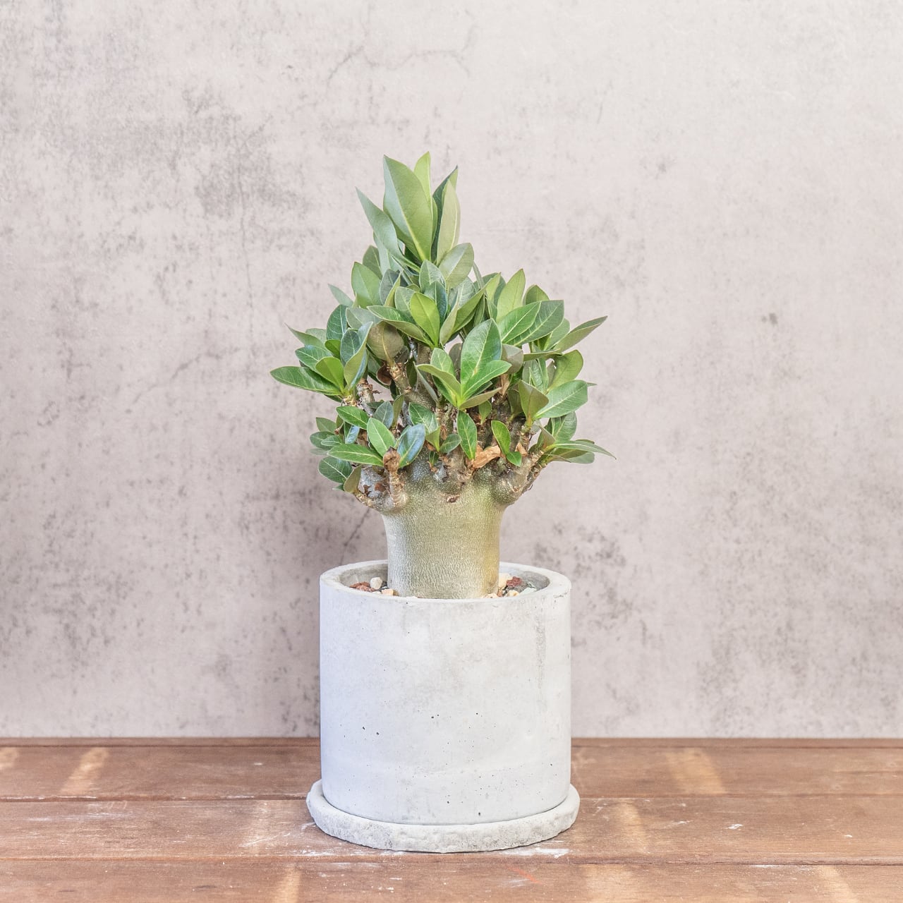 寸胴で愛らしい幹とボリュームある葉が調和する一点物【手作りモルタル鉢】