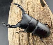 【WD】《ミンダナオパリーオオクワ キダパワン産 62mm ペア》