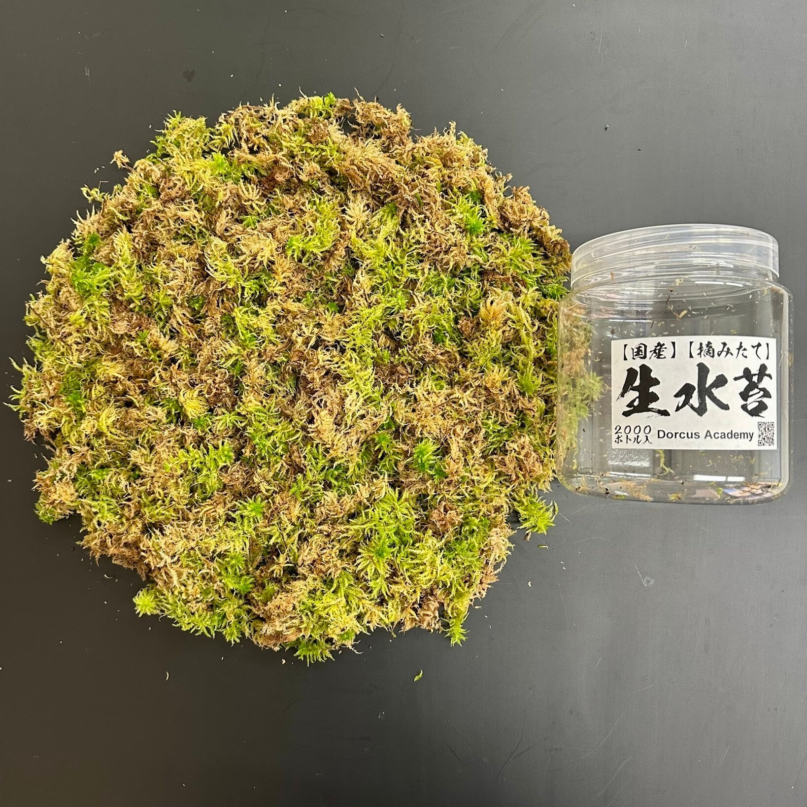 2L】国産 摘み立て生水苔（生きた水苔） | KPW BASE店