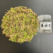 【2L】国産 摘み立て生水苔(生きた水苔)