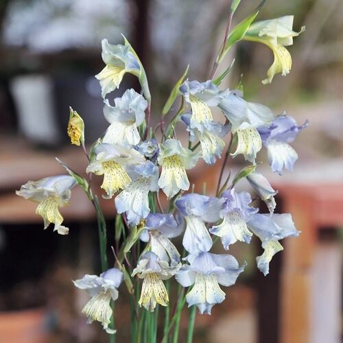 ユーフォルビア・ルディス | Pay ID