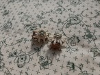 FRANCE ~1960’s Vintage celluloid Edelweiss earring