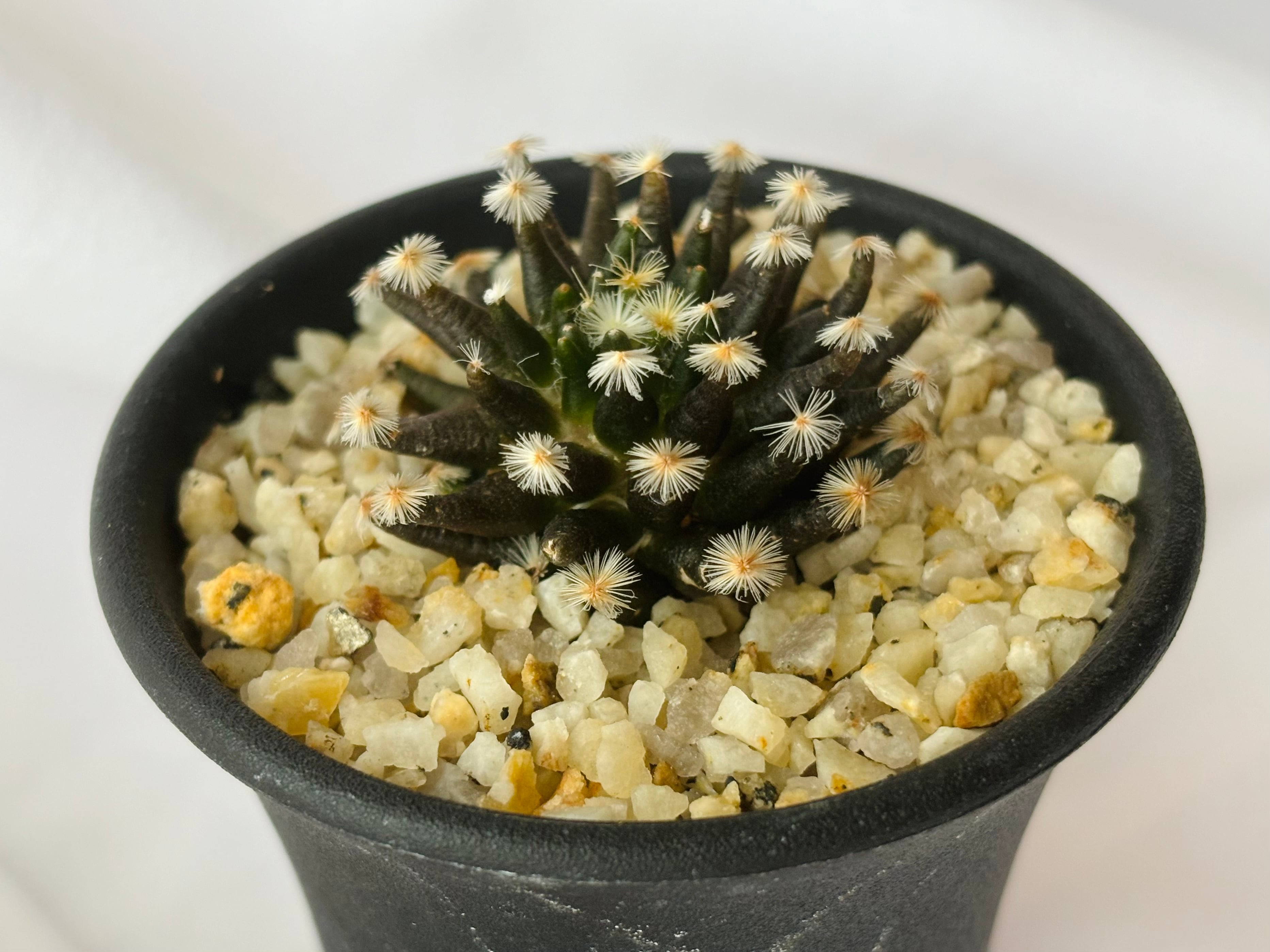 Mammillaria schiedeana マミラリア 黒肌明星 サボテン | plants MARU